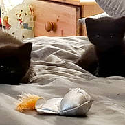 Nala joined the competition — help win amazing prizes! bed, black_cat, cat, cat_toy, domestic_cat, feline, fur, indoor, kitten, lying_down, pet, playful, silver_toy, small_cat, toy, two_kittens, unfocused, whiskers, yellow_feather, young_cat