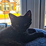 animal, black_cat, blanket, cat, cozy, curious, domestic_animal, ears, furniture, indoors, kitten, paw, pet, reflection, resting, soft_texture, sunlight, whiskers, window, young