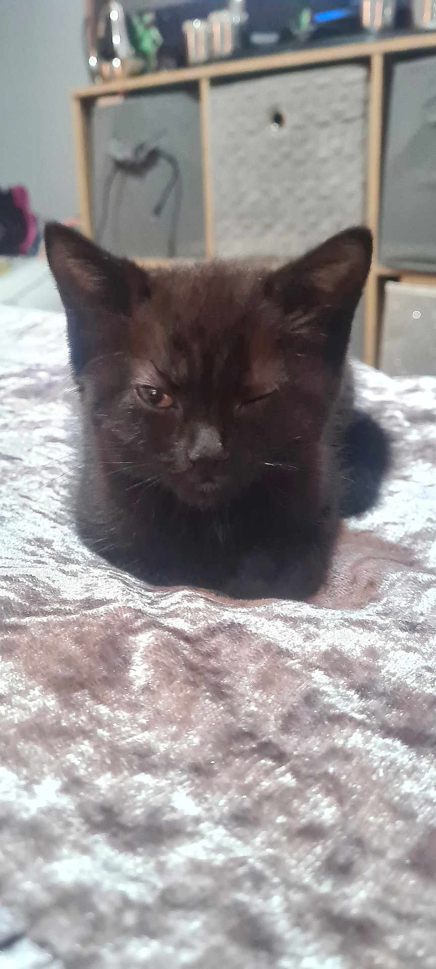 Bella