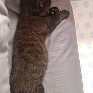 Bella is registered to the contest to win money with this photo: animal, blanket, cat, cozy, cushion, cute, fur, furry, home, indoor, kitten, mammal, paw_prints, pet, relaxed, resting, sleeping, small, soft, tabby