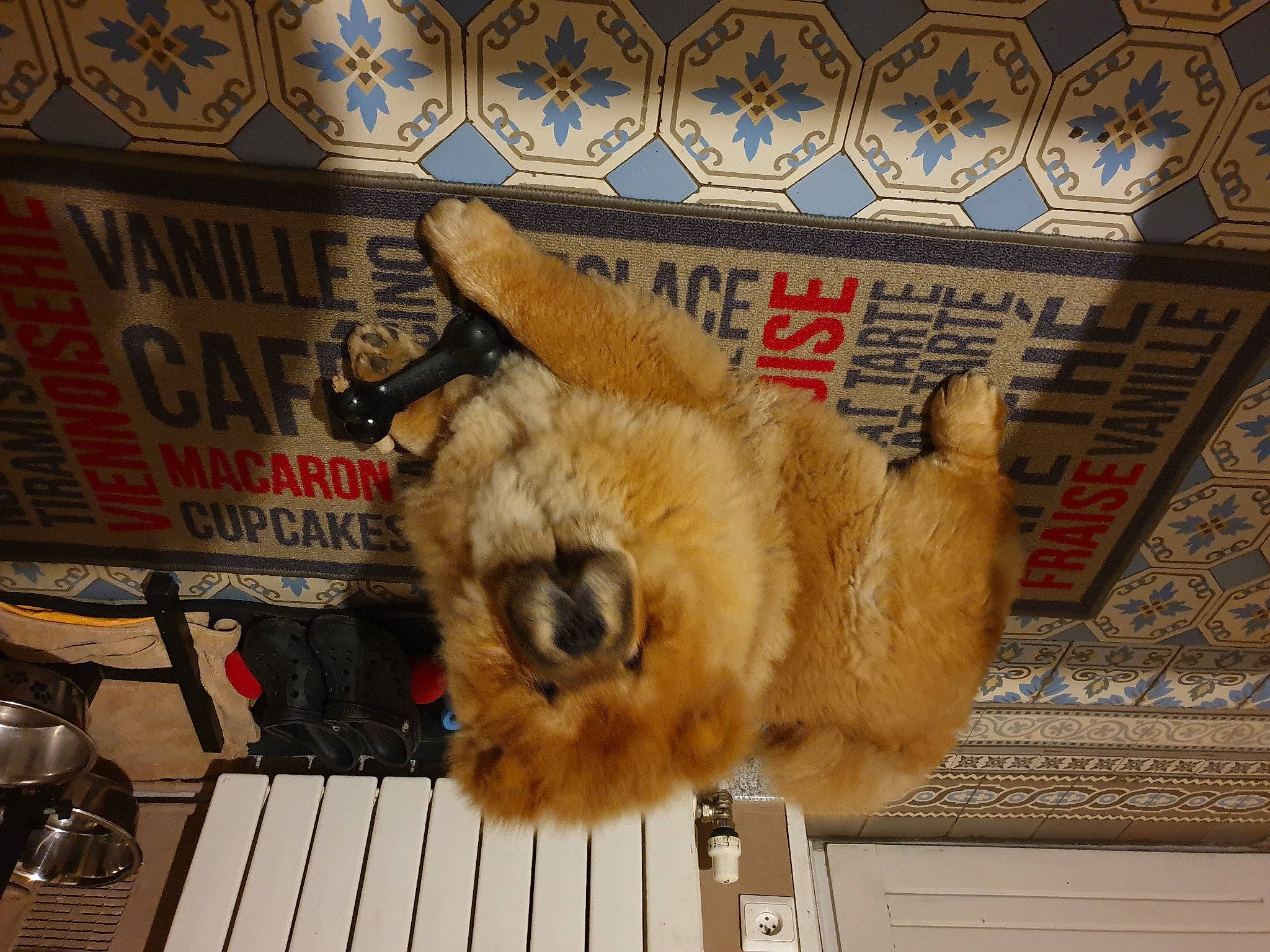 Pumba a rejoint le concours — aidez-le/la à gagner de superbes lots ! ancient_dog_breeds, canidae, carnivore, companion_dog, dog, dog_breed, fawn, fur, gas, kitchen_appliance, livestock, paw, snout, sporting_group, tableware, working_animal