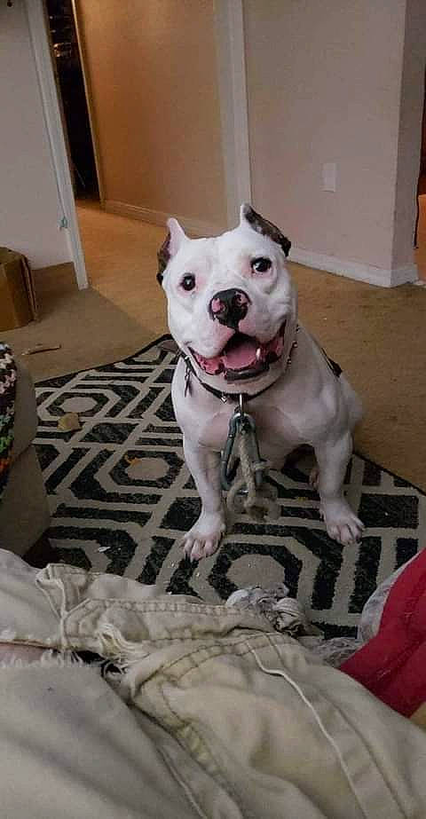 Judas is registered to the contest to win money with this photo: canidae, carnivore, collar, companion_dog, dog, dog_breed, dog_collar, dogo_argentino, door, fawn, grey, guard_dog, molosser, non_sporting_group, pet_supply, pit_bull, snout, sporting_group, whiskers, working_animal