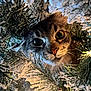 cat, animal, pet, christmas_tree, snow, frost, holiday, lights, green, nature, closeup, curious, face, whiskers, fur, festive, winter, indoors, celebration, decorations