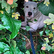 Mighty a rejoint le concours — aidez-le/la à gagner de superbes lots ! dog, white_dog, leash, green_leaves, autumn_leaves, plants, foliage, outdoor, nature, pet, animal, curious, hidden, bush, shrub, leafy, closeup, portrait, canine, adventure