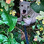 dog, white_dog, leash, green_leaves, autumn_leaves, plants, foliage, outdoor, nature, pet, animal, curious, hidden, bush, shrub, leafy, closeup, portrait, canine, adventure