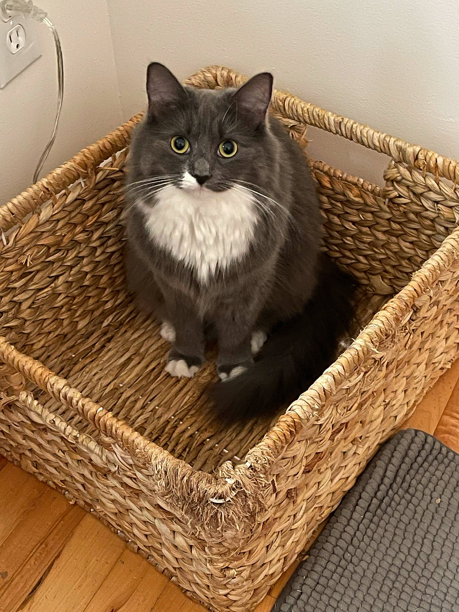 Endeis is registered to the contest to win money with this photo: basket, box, carnivore, cat, cat_supply, comfort, domestic_short_haired_cat, felidae, flooring, fur, grey, hardwood, rectangle, small_to_medium_sized_cats, snout, tail, whiskers, wicker, wood, wood_flooring