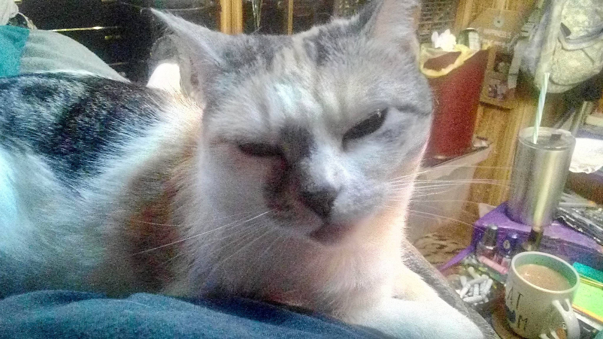 Callie joined the competition — help win amazing prizes! animal_shelter, carnivore, cat, cup, domestic_short_haired_cat, fawn, felidae, fur, mug, paw, serveware, small_to_medium_sized_cats, tableware, thai, whiskers