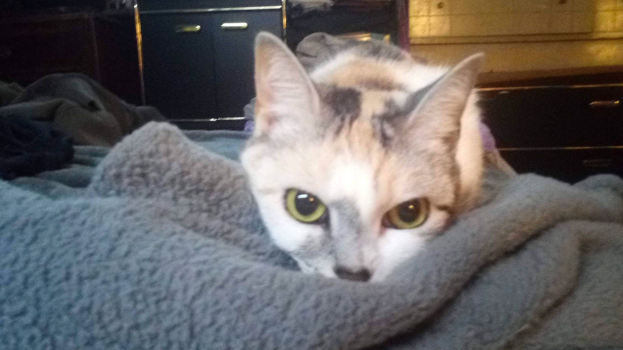 Callie joined the competition — help win amazing prizes! balinese, carnivore, cat, cat_furniture, domestic_short_haired_cat, eye, fawn, felidae, fur, head, paw, photo_caption, small_to_medium_sized_cats, snout, tail, thai, whiskers, window