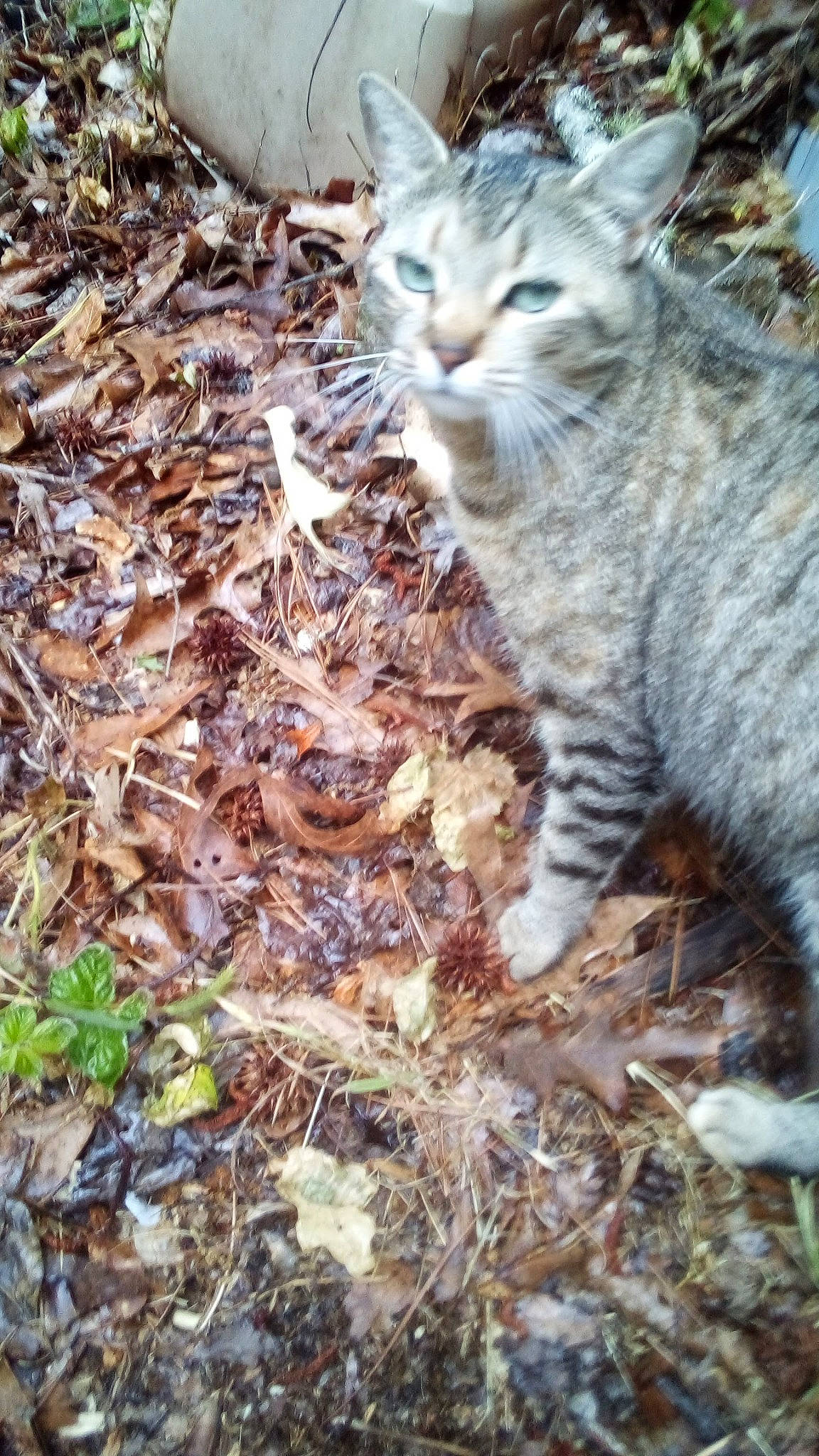 Pretty Pretty is registered to the contest to win money with this photo: carnivore, cat, claw, domestic_short_haired_cat, felidae, fur, grass, groundcover, paw, plant, small_to_medium_sized_cats, soil, tail, terrestrial_animal, tree, trunk, twig, whiskers, wildlife, wood