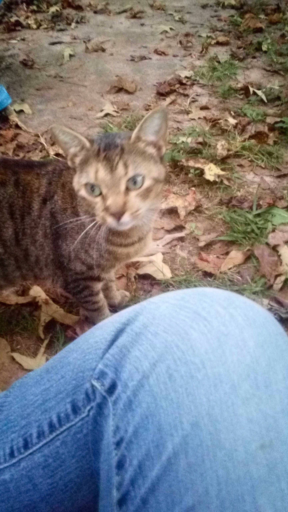 Pretty Pretty joined the competition — help win amazing prizes! carnivore, cat, claw, comfort, denim, domestic_short_haired_cat, felidae, fur, grass, human_leg, paw, plant, sitting, small_to_medium_sized_cats, snout, tail, terrestrial_animal, tree, whiskers, wildlife