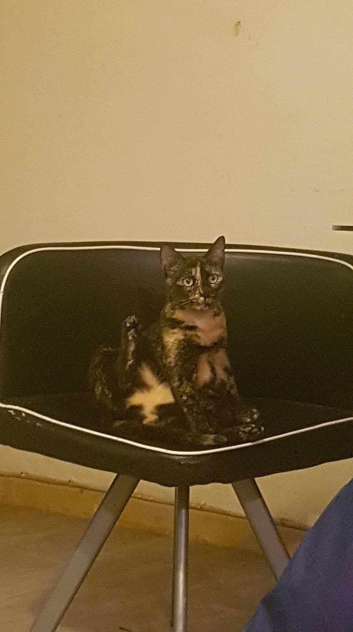 Momo participe au concours pour gagner de l'argent avec cette photo : american_shorthair, asian, carnivore, cat, chair, domestic_short_haired_cat, european_shorthair, felidae, furniture, kitten, small_to_medium_sized_cats, tabby_cat, table, whiskers