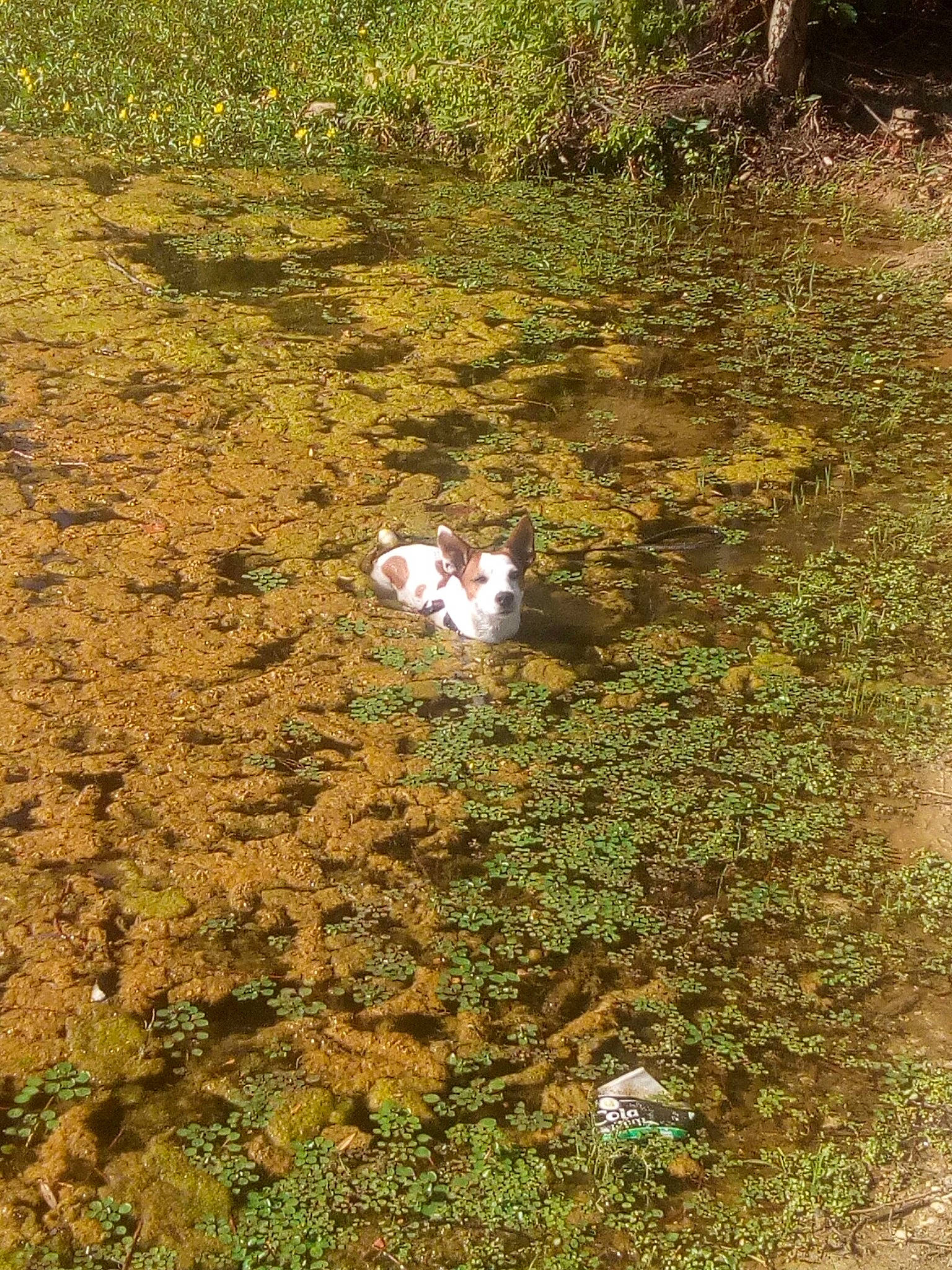 Djack Samuel participe au concours pour gagner de l'argent avec cette photo : canidae, grass, plant, puddle, river, soil, water, watercourse