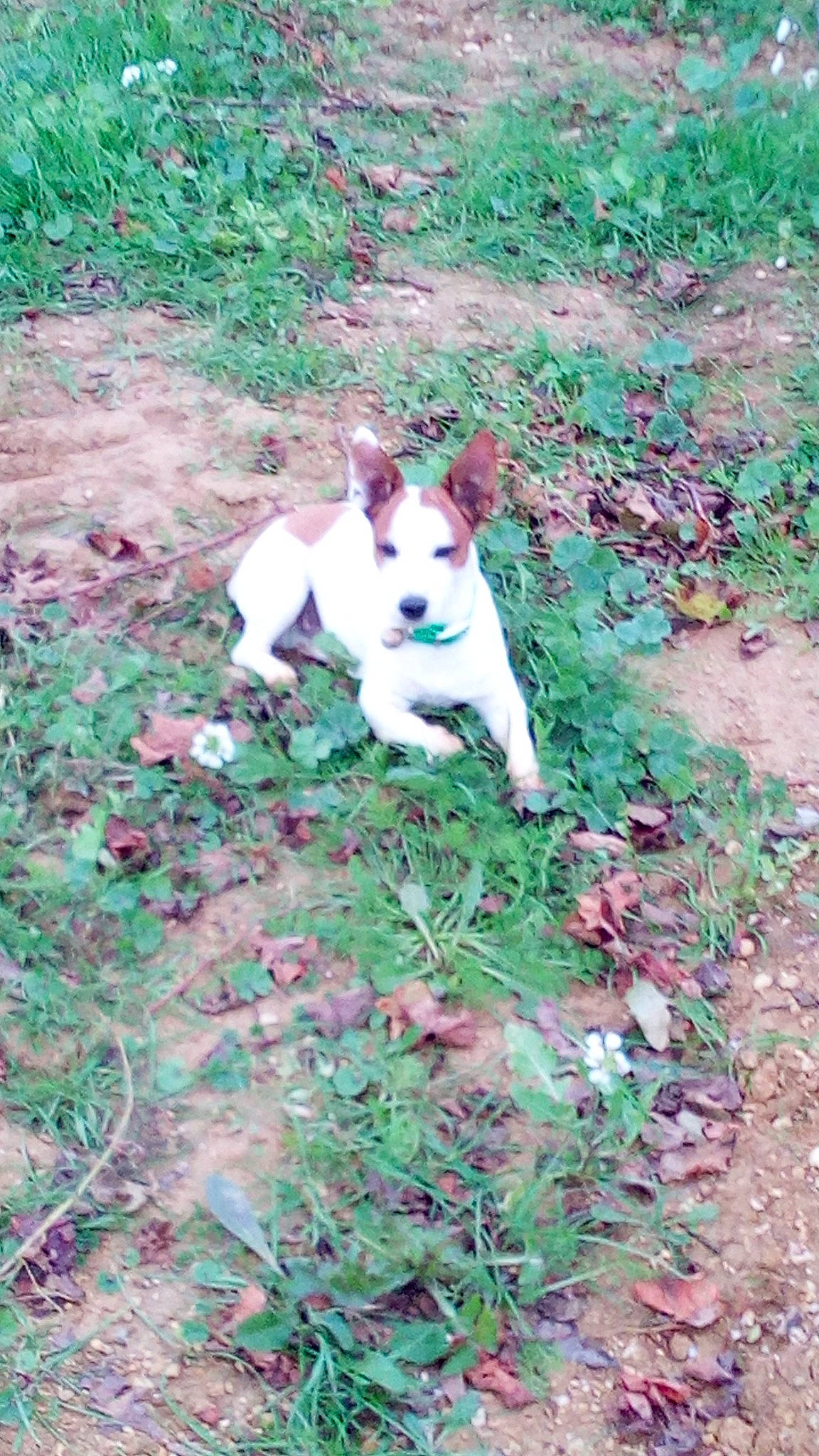 Djack Samuel a rejoint le concours — aidez-le/la à gagner de superbes lots ! canidae, carnivore, dog, dog_breed, fawn, feist, grass, mammal, terrier, treeing_feist