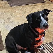 Oreo joined the competition — help win amazing prizes! dog, black_and_white, pet, sitting, indoor, kitchen, wooden_cabinets, tile_floor, striped_rug, collar, dog_tag, looking_up, home, domestic, floor_mat, phone_screen, app_icons, digital_photo, companion, animal