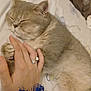 cat, sleeping, hand, ring, bed, fur, pet, cozy, resting, animal, feline, paw, human, cuff, fabric, soft, indoor, closeup, comfort, gentle