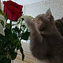 cat, flower, rose, vase, indoor, curious, plant, greenery, pet, feline, closeup, home, decor, leaf, nature, white_flower, soft_light, patterned_wall, table, animal