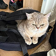 Masha a rejoint le concours — aidez-le/la à gagner de superbes lots ! cat, indoor, backpack, floor, shoes, wooden_floor, carpet, pet, feline, fur, whiskers, ears, paws, household, cozy, expression, resting, domestic_animal, cute, animal