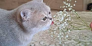 Masha a rejoint le concours — aidez-le/la à gagner de superbes lots ! cat, gray_cat, flower, baby_s_breath, carpet, indoor, wooden_cabinet, pet, animal, curious, sniffing, close_up, feline, soft_lighting, domestic, whiskers, sitting, fur, side_view, household