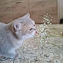 cat, gray_cat, flower, baby_s_breath, carpet, indoor, wooden_cabinet, pet, animal, curious, sniffing, close_up, feline, soft_lighting, domestic, whiskers, sitting, fur, side_view, household