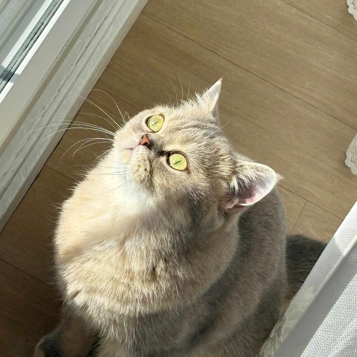 Masha participe au concours pour gagner de l'argent avec cette photo : animal, cat, close_up, curtain, cute, domestic_animal, feline, fluffy, fur, green_eyes, house, indoor, looking_up, mammal, pet, relaxed, soft, sunlight, whiskers, wooden_floor