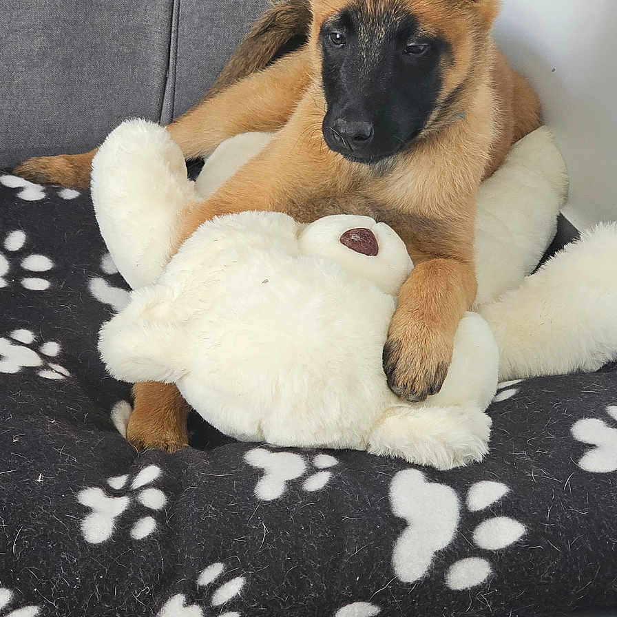 Tyson a rejoint le concours — aidez-le/la à gagner de superbes lots ! animal, blanket, canine, cat, cushion, dog, dogbed, germanshepherd, homedecor, person, pet, policedog, pug, puppy, sleeping