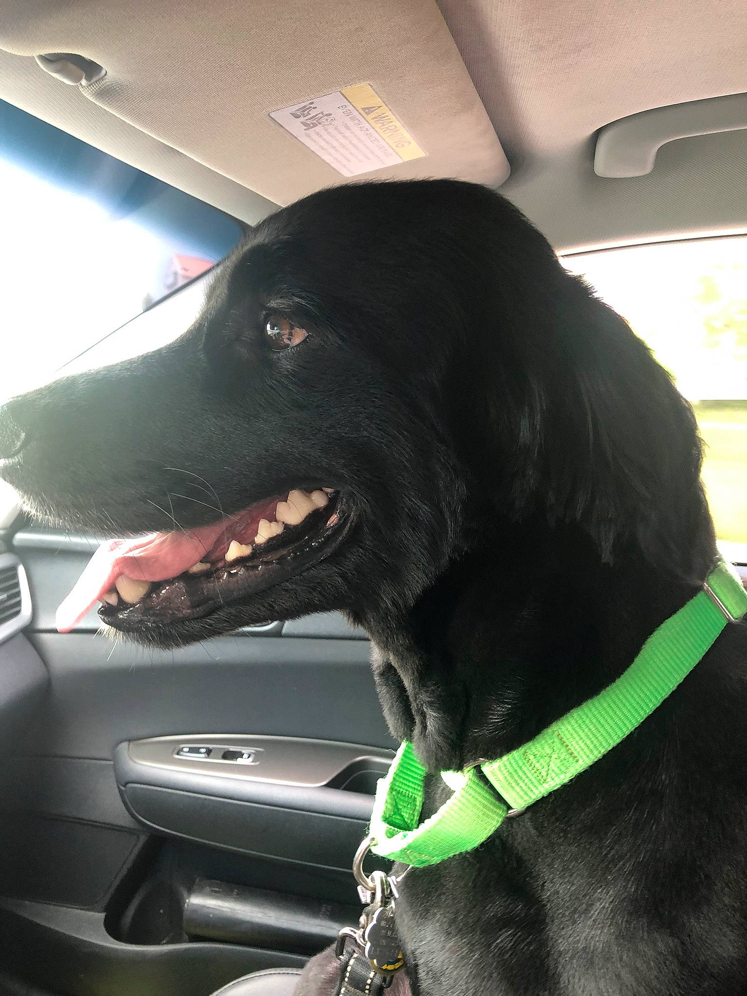 Bret Michael is registered to the contest to win money with this photo: auto_part, automotive_exterior, automotive_lighting, canidae, carnivore, collar, companion_dog, dog, dog_breed, dog_collar, gun_dog, personal_luxury_car, personal_protective_equipment, snout, sporting_group, vehicle, vehicle_door, whiskers, window, windshield