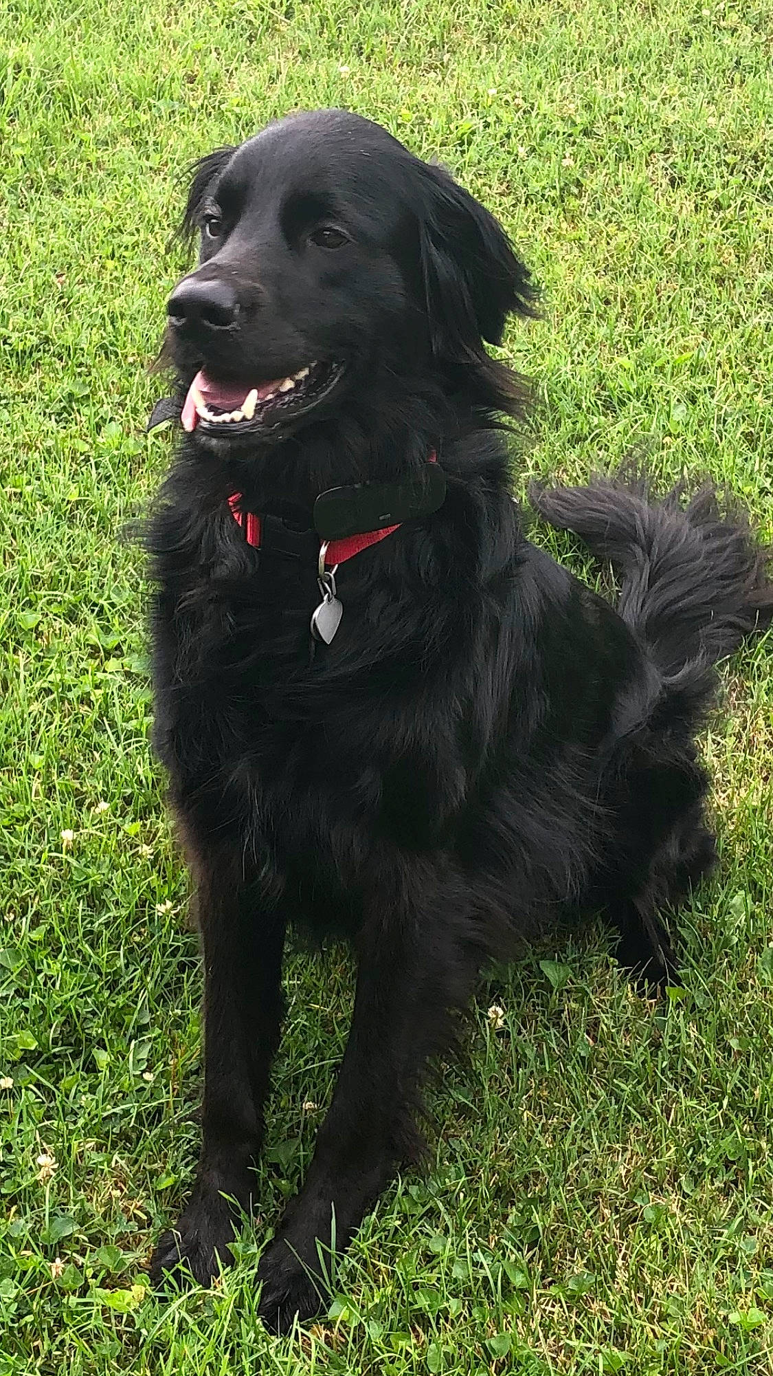 Bret Michael joined the competition — help win amazing prizes! borador, canidae, carnivore, collar, companion_dog, dog, dog_breed, dog_collar, event, fur, grass, gun_dog, hunting_dog, labrador_retriever, retriever, snout, sporting_group, terrestrial_animal, working_animal, working_dog