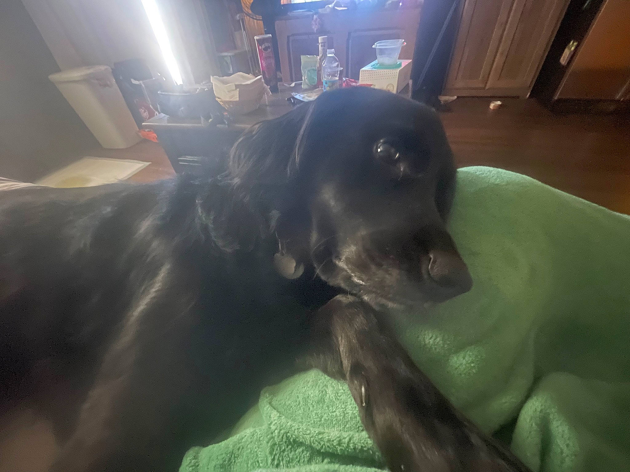 Bret Michael is registered to the contest to win money with this photo: borador, canidae, carnivore, comfort, companion_dog, dog, dog_breed, fawn, flooring, fur, guard_dog, gun_dog, liver, non_sporting_group, snout, sporting_group, whiskers, working_animal