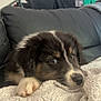 puppy, dog, blanket, couch, fur, pet, indoor, cute, resting, cozy, animal, young, face, expression, comfort, home, soft, black, white, brown