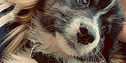 Aiko a rejoint le concours — aidez-le/la à gagner de superbes lots ! puppy, dog, close_up, black_and_white, fur, whiskers, collar, pet, cute, animal, young_dog, face, nostrils, eyes, human_hair, blonde_hair, snout, portrait, companionship