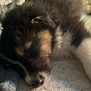 Aiko participe au concours pour gagner de l'argent avec cette photo : puppy, sleeping, close_up, dog, fur, soft, cozy, resting, animal, pet, cute, peaceful, indoors, texture, light, shadow, brown, black, white, young