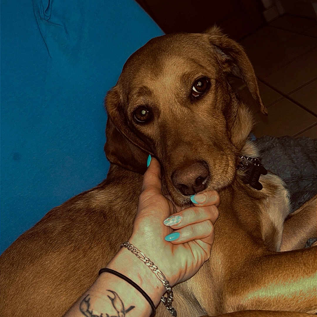 Vayanna participe au concours pour gagner de l'argent avec cette photo : animal, blue_nails, brown_dog, closeup, comfort, companion, cushion, cute, dog, domestic, floor_tiles, hand, indoor, nails, pet, portrait, relaxed, resting, tattoo, wooden_door