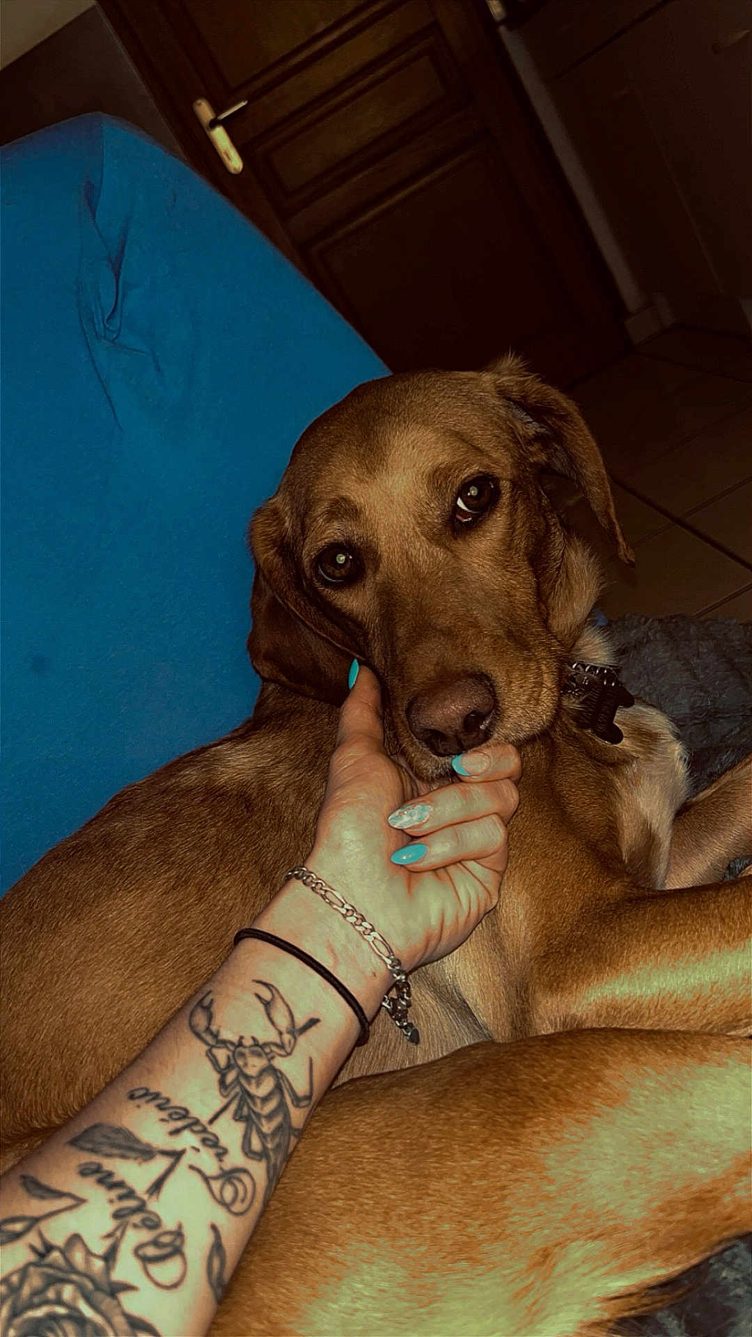Vayanna participe au concours pour gagner de l'argent avec cette photo : dog, brown_dog, pet, hand, tattoo, nails, blue_nails, cushion, indoor, wooden_door, floor_tiles, relaxed, comfort, animal, companion, resting, closeup, portrait, domestic, cute