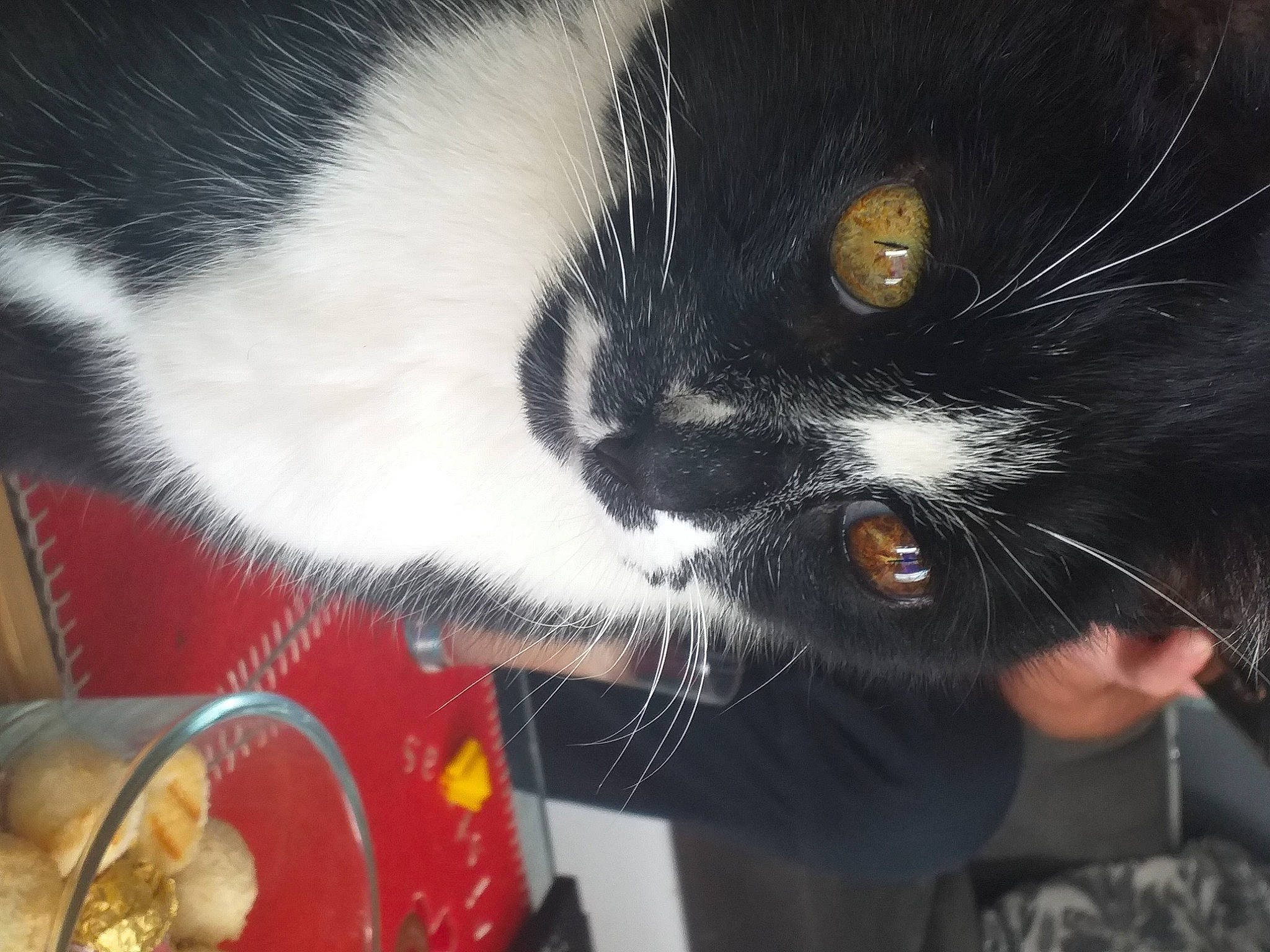 Réglisse participe au concours pour gagner de l'argent avec cette photo : black_cat, carnivore, cat, claw, comfort, comfort_food, domestic_short_haired_cat, felidae, food, fur, kitchen_utensil, lap, paw, plate, small_to_medium_sized_cats, snout, tableware, tail, whiskers, windshield