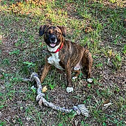 Taz is registered to the contest to win money with this photo: dog, brindle, collar, toy, rope, grass, dirt, outdoor, pet, playful, animal, sitting, happy, ears, mouth, tongue, nature, daylight, canine, fur