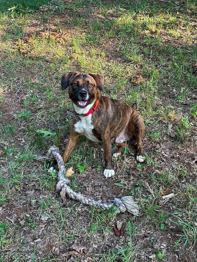 Taz