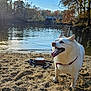 animal, autumn, bridge, canine, daylight, dog, forest, fur, happy_dog, leash, nature, outdoor, river, sand, shadows, sky, sunlight, trees, water, white_dog