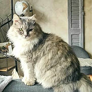 Brigitte participe au concours pour gagner de l'argent avec cette photo : cat, fluffy, gray_cat, indoor, couch, pillow, lamp, globe, window_shutter, vintage, furniture, pet, animal, sitting, portrait, cozy, home_decor, curious, feline, domestic
