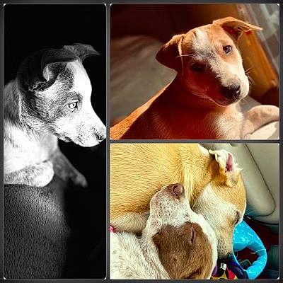 Sophie is registered to the contest to win money with this photo: art, canidae, carnivore, comfort, companion_dog, dog, dog_breed, dog_collar, ear, fawn, fur, metal, paw, pet_supply, photo_caption, selfie, snout, sporting_group, whiskers, working_animal