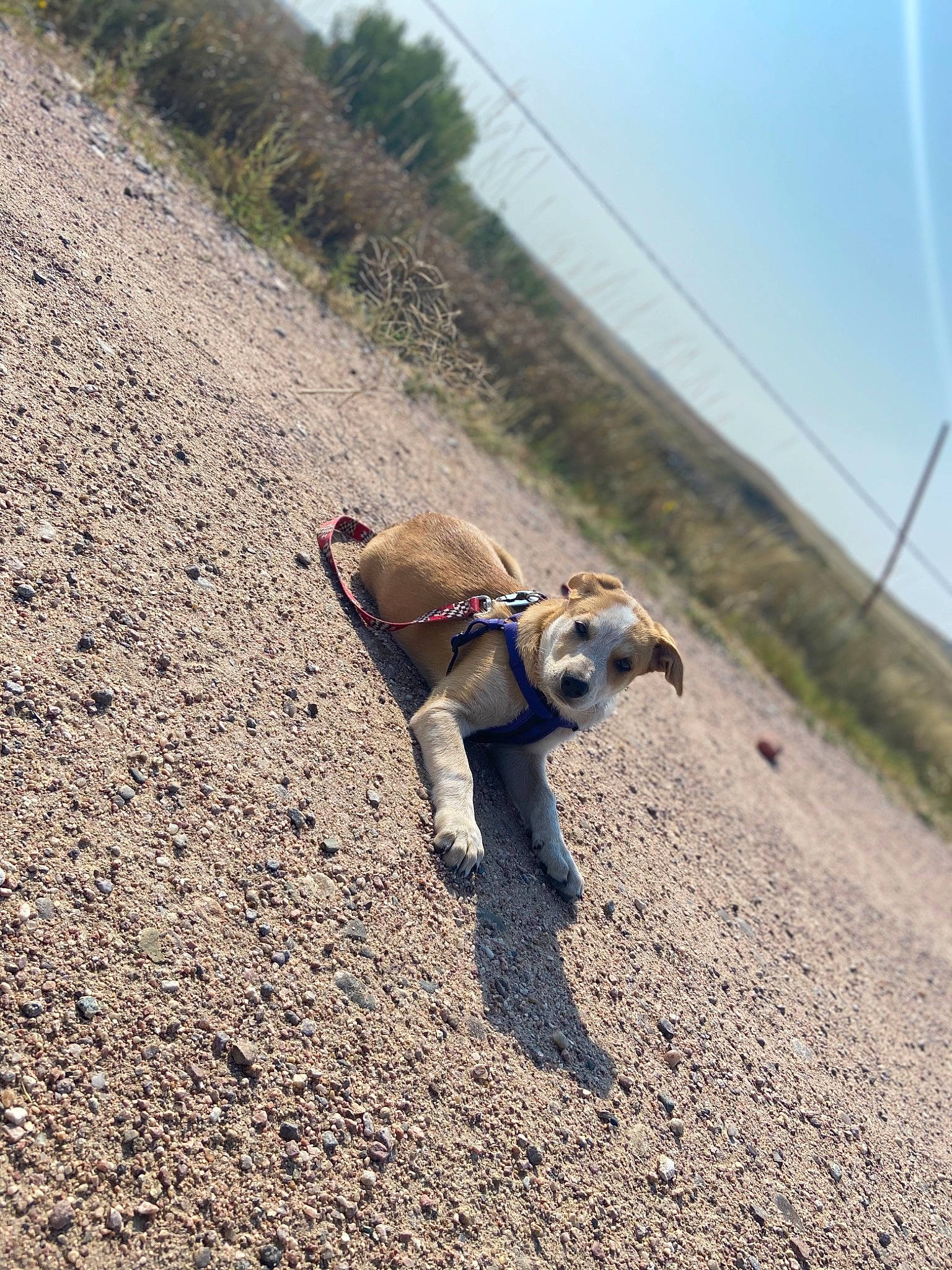 Sophie is registered to the contest to win money with this photo: asphalt, dog_breed, fawn, grass, landscape, leash, plant, recreation, reptile, road, road_surface, sand, shadow, sky, soil, sporting_group, tail, terrestrial_animal, toy, tree