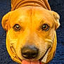 Kobe is registered to the contest to win money with this photo: dog, canine, pet, tongue_out, sweater, clothing, smiling, looking_up, indoor, carpet, furry, animal, mammal, cute, friendly, brown_dog, face, ears, nose, paw