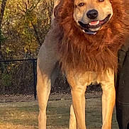 Kobe joined the competition — help win amazing prizes! dog, animal, costume, lion_mane, outdoor, autumn, trees, wooden_platform, pet, canine, smiling, fur, nature, grass, daylight, muzzle, collar, paws, playful, portrait