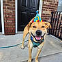 dog, birthday_hat, smiling, outdoor, leash, porch, door, brick_wall, happy, pet, canine, celebration, animal, muzzle, collar, standing, tongue_out, ears, front_paws, daytime