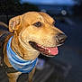 Kobe is registered to the contest to win money with this photo: dog, canine, animal, pet, bandana, brown_dog, outdoor, evening, tongue_out, portrait, happy, closeup, muzzle, ears, fur, collar, friendly, cute, companion, blurred_background
