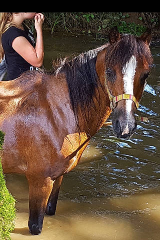 Kangoo participe au concours pour gagner de l'argent avec cette photo : bridle, horse, horse_supplies, horse_tack, landscape, liver, livestock, mammal, mane, mare, mustang_horse, organism, pony, recreation, rein, shetland_pony, sorrel, stallion, vertebrate, working_animal