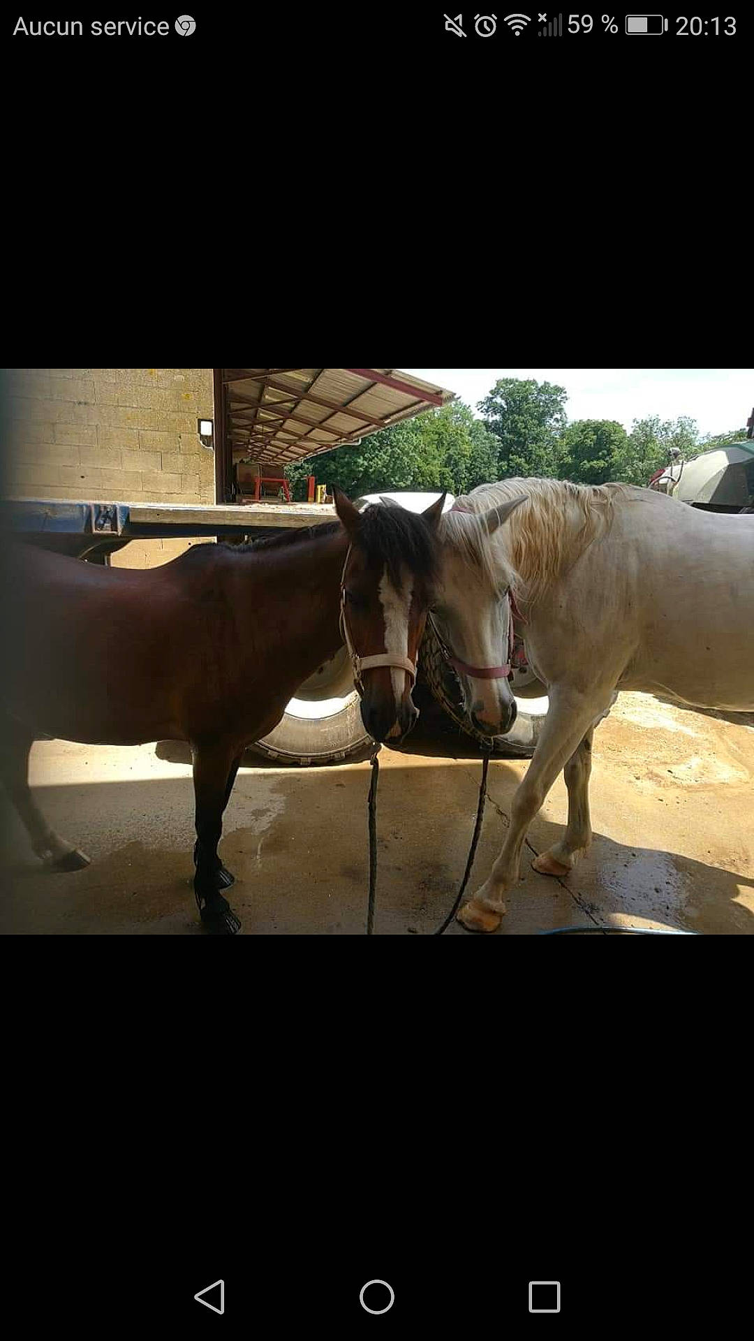 Kangoo participe au concours pour gagner de l'argent avec cette photo : horse, livestock, mammal, mane, mare, pack_animal, sky, snout, stallion, vertebrate, working_animal