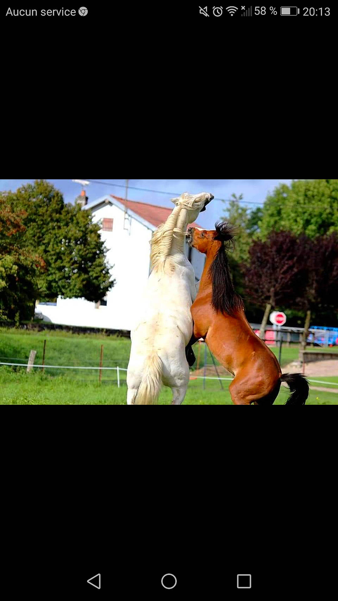 Kiss-cool participe au concours pour gagner de l'argent avec cette photo : canidae, dog_breed, foal, horse, horse_supplies, horse_tack, lawn, livestock, mammal, mane, mare, mustang_horse, photography, stallion, vertebrate