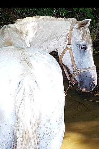 Kiss-cool a rejoint le concours — aidez-le/la à gagner de superbes lots ! bridle, horse, horse_tack, livestock, mammal, mane, mare, mustang_horse, stallion, tail, white