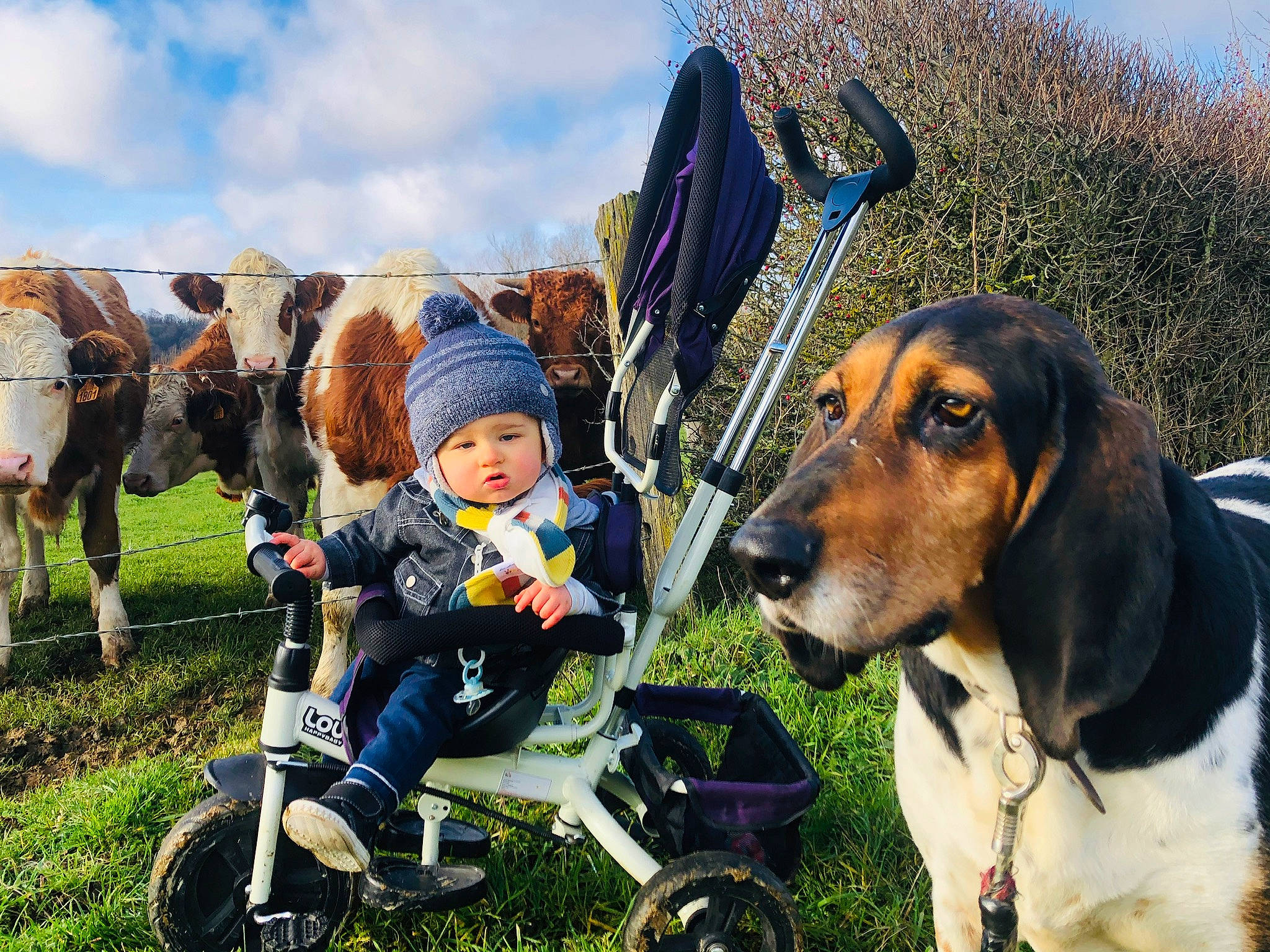 Vadrouille a rejoint le concours — aidez-le/la à gagner de superbes lots ! carnivore, cloud, companion_dog, dog, dog_breed, fun, grass, happy, hound, leisure, people_in_nature, plant, recreation, scent_hound, sky, sporting_group, tire, toddler, travel, wheel