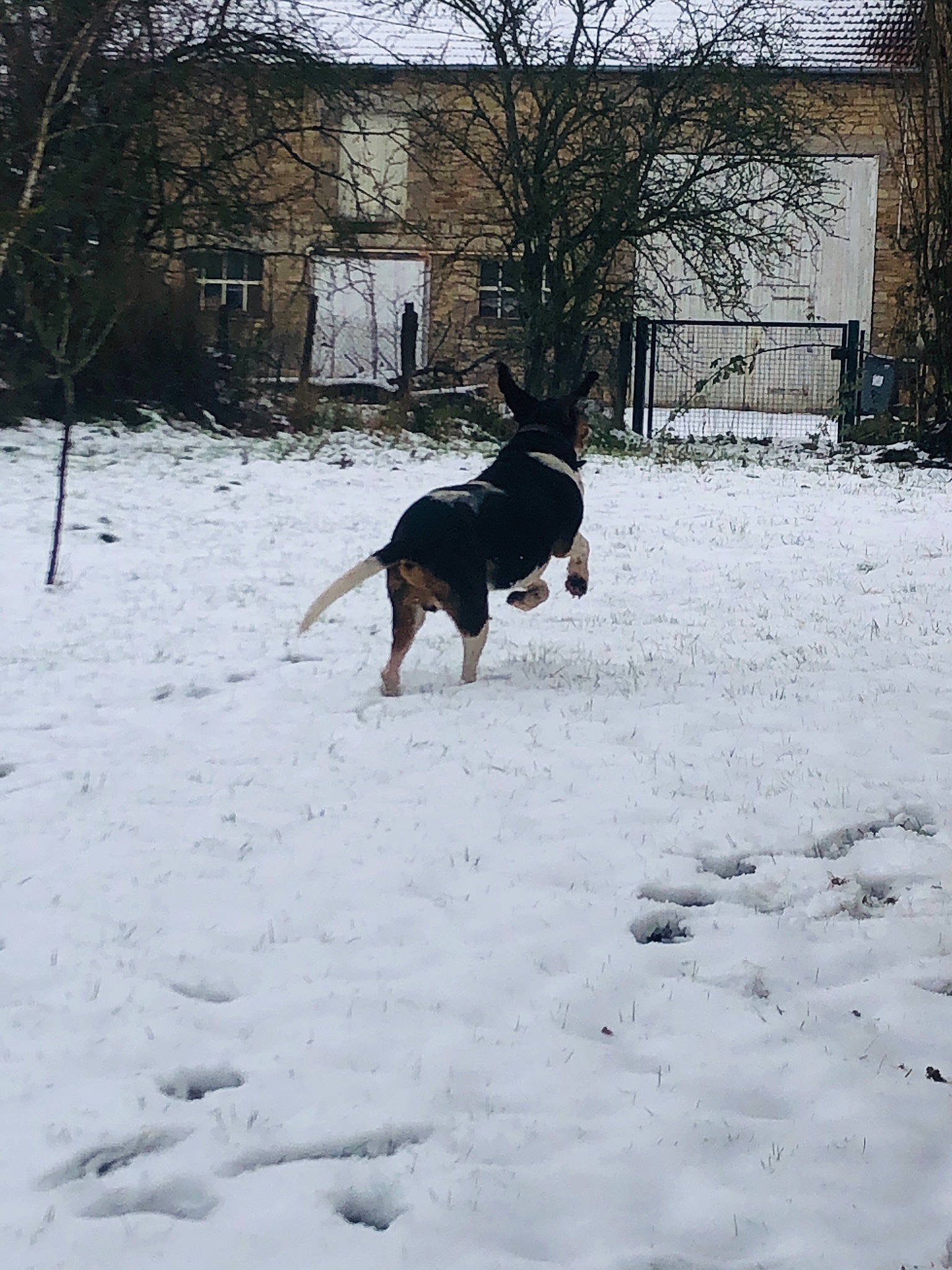 Vadrouille a rejoint le concours — aidez-le/la à gagner de superbes lots ! building, canidae, carnivore, companion_dog, dog, dog_breed, event, fawn, freezing, guard_dog, hunting_dog, plant, precipitation, snow, sporting_group, tail, tree, window, winter, working_dog